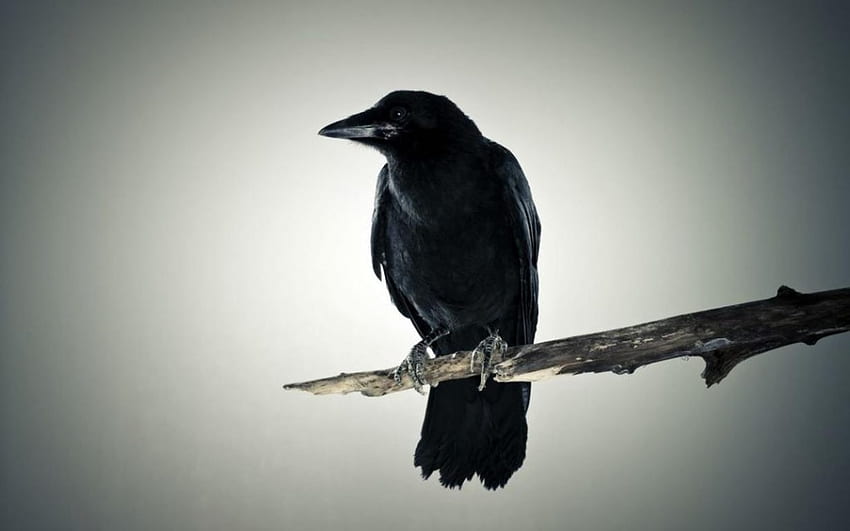 เพื่อนดำ นก กราฟี สัตว์ป่า ป่า กา อีกา สัตว์ป่า นามธรรม สัตว์ ถิ่นทุรกันดาร วอลล์เปเปอร์ HD