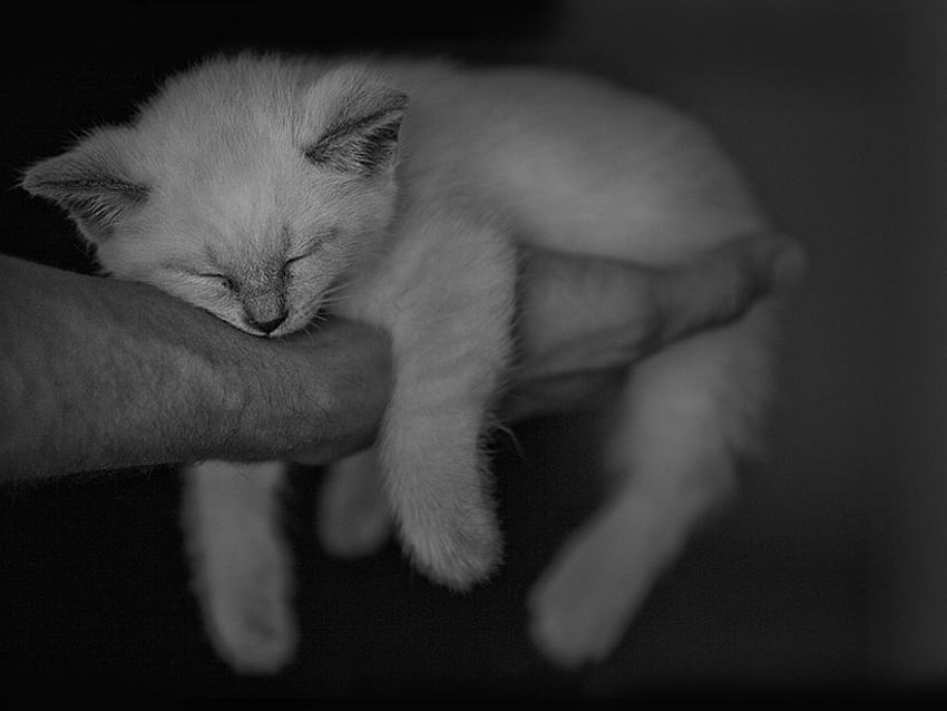 cat in the hand better than pie in the sky, animals, black and white, cat, nature, pet HD wallpaper