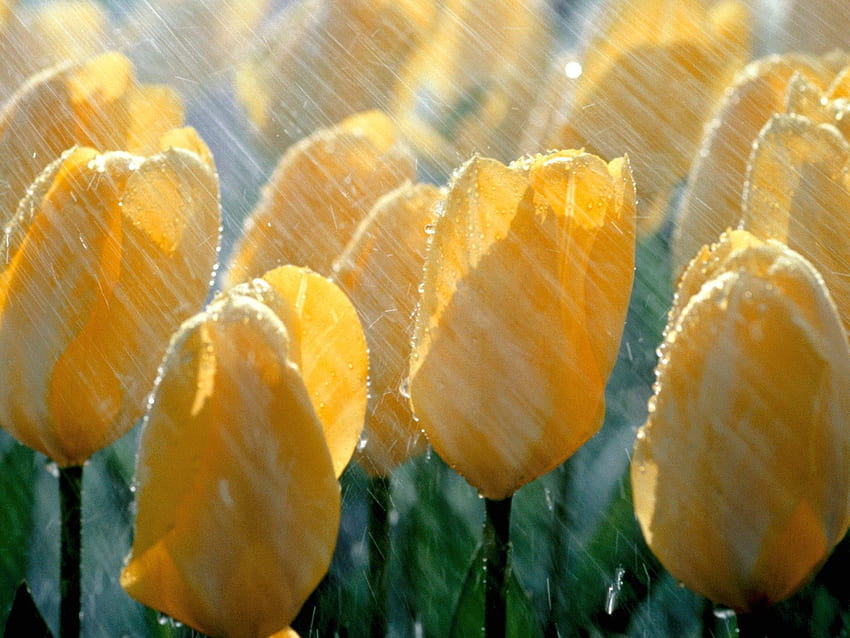 Flowers, Rain, Tulips, Drops, Freshness HD wallpaper