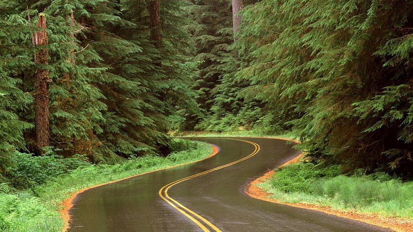 オリンピックnpワシントンの道路に雨が降る、道路、曲がりくねった、雨、森 高画質の壁紙