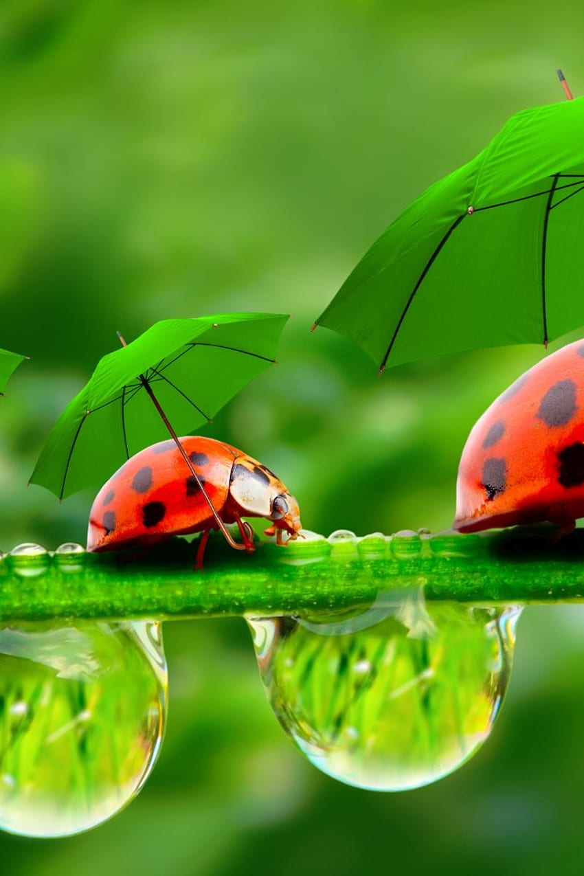 Ladybug, red, green, grass, Umbrella Apple iPhone 4, 4S HD phone wallpaper
