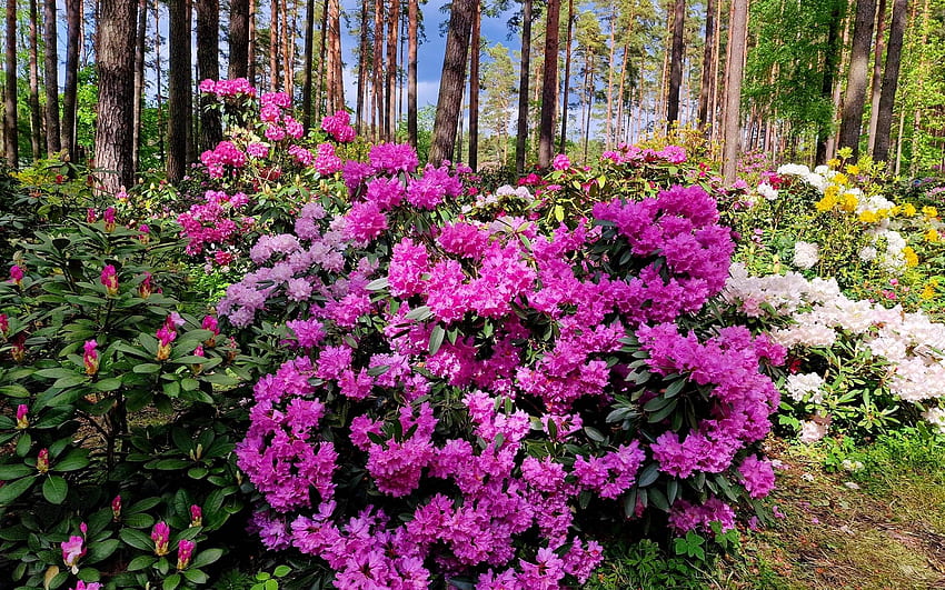 Rododendros na floresta, Letônia, flores, rododendros, floresta papel de parede HD