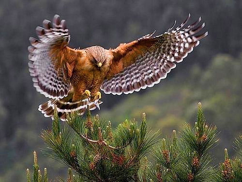 Perfect landing, wings, landing, eagle, tree HD wallpaper