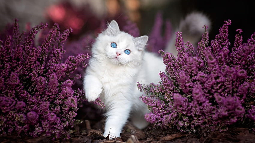 El gatito gato blanco de ojos azules está de pie entre las plantas de flores púrpuras Gatito, gato ojos azules fondo de pantalla