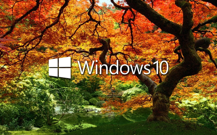 Windows 10 on the orange tree white text logo - Computer HD wallpaper