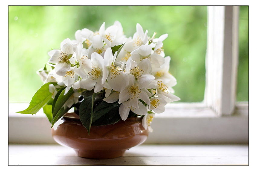 Sunday afternoon, sunshine, white, day, windows, vase, flowers HD wallpaper