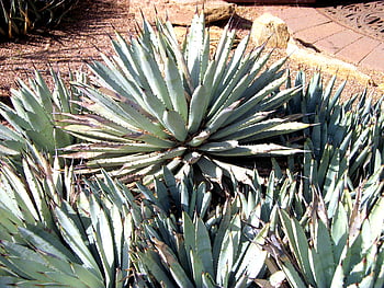 Agave Photos Download The BEST Free Agave Stock Photos  HD Images