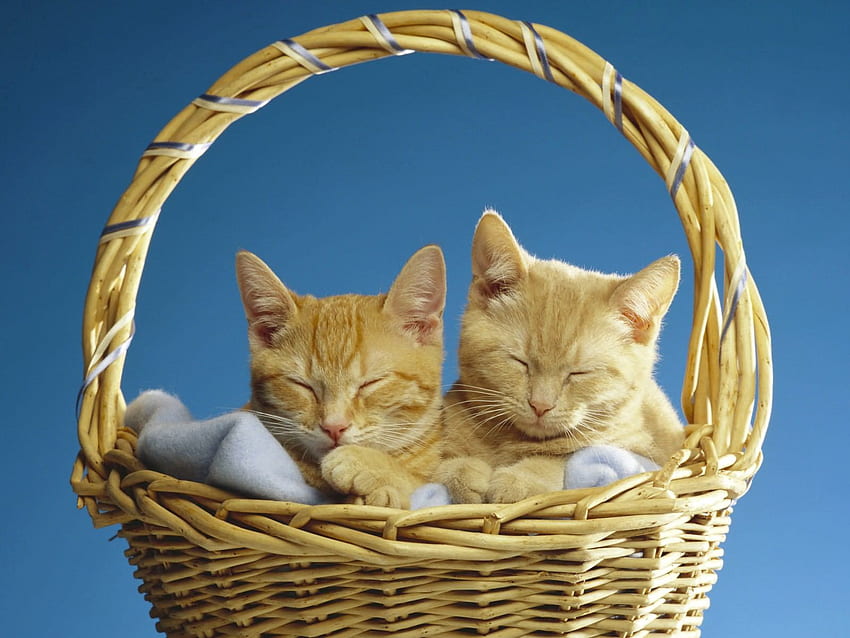 Animals, Cats, Couple, Pair, Dream, Sleep, Basket HD wallpaper