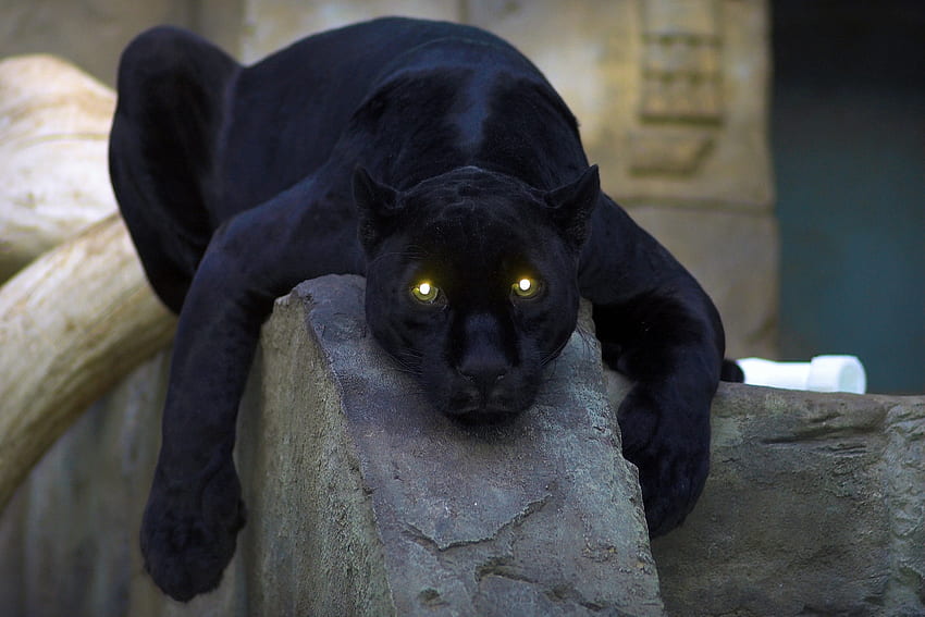 สัตว์ มืด นอนลง โกหก นักล่า แมวตัวใหญ่ อุ้งเท้า เสือดำ อันตราย วอลล์เปเปอร์ HD