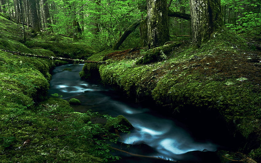 오레곤 산 후드의 이끼 낀 개울, 나무, 물, 숲, 미국, 돌 HD 월페이퍼