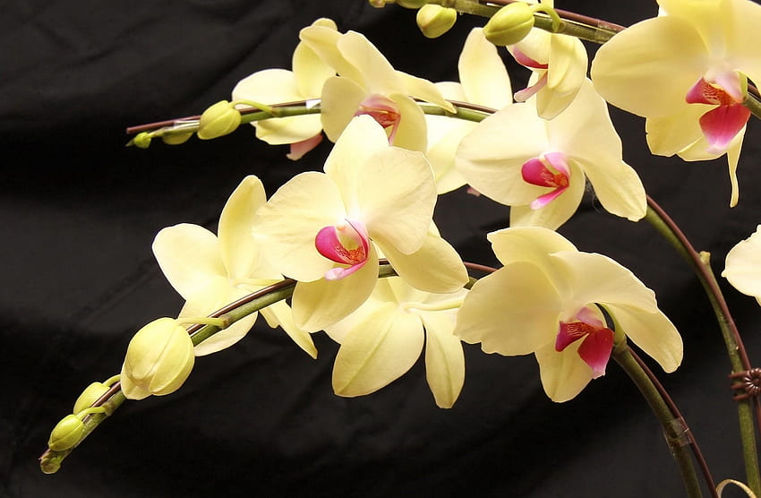 Flowers, Branches, Orchids, Exotic, Exotics HD wallpaper