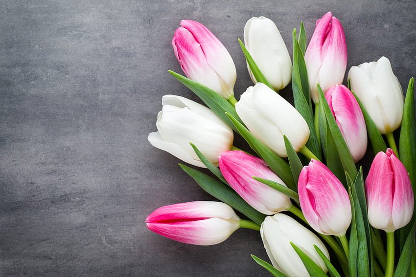Tulipanes rosas y blancos ultra fondo de pantalla