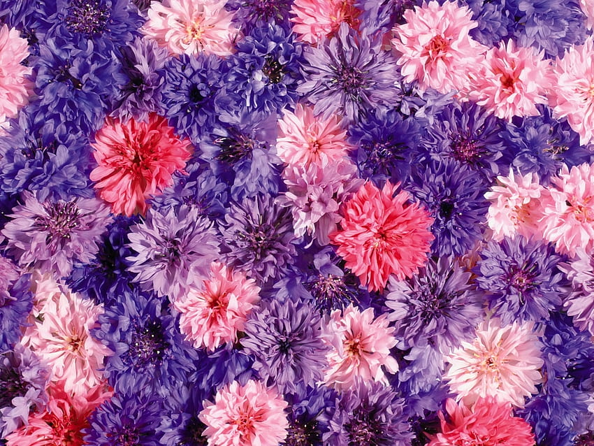 Plants, Flowers, Background, Violet HD wallpaper
