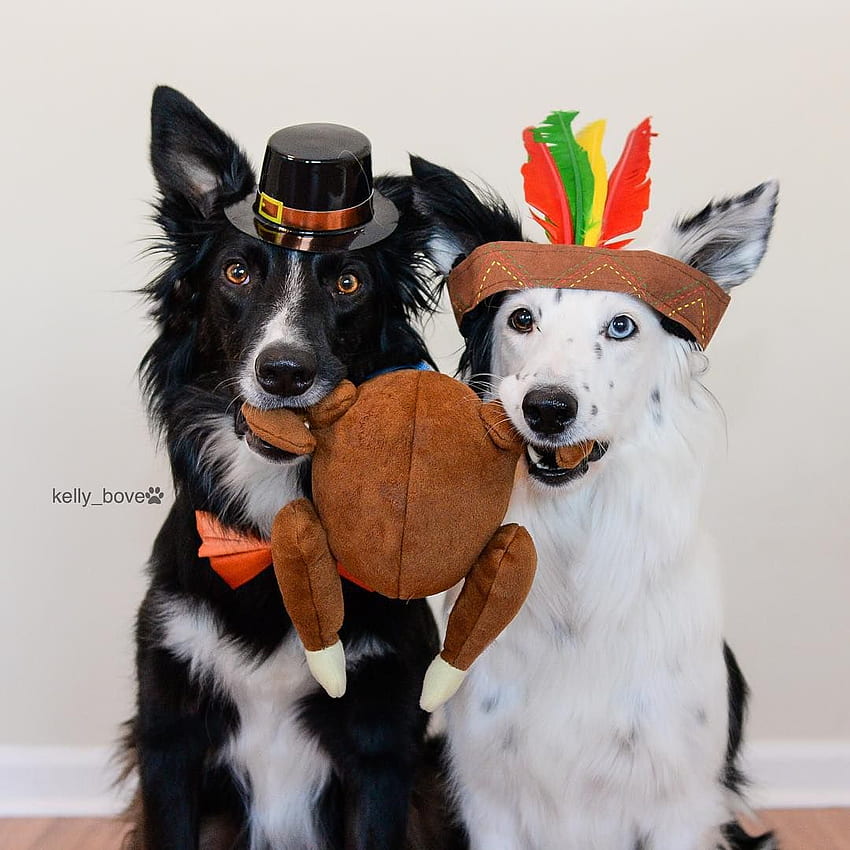 Border Collies.my turkey!!!. Dog thanksgiving, Dog thanksgiving , Dog hoot, Cute Dog Thanksgiving HD phone wallpaper