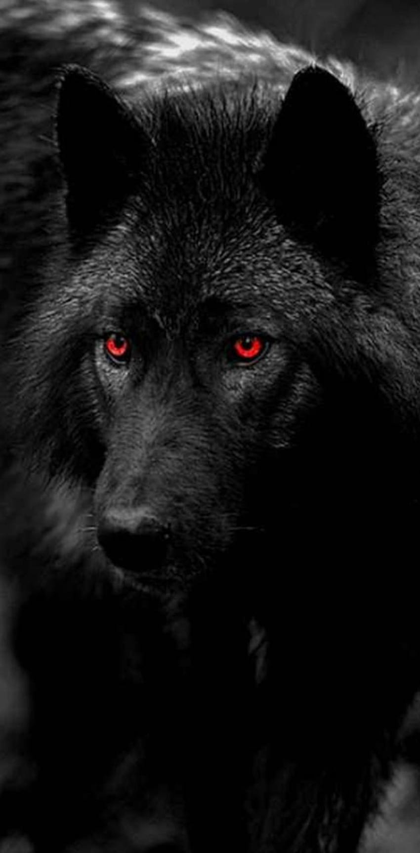 Lupo nero dagli occhi rossi, Cool Black e Red Wolf Sfondo del telefono HD
