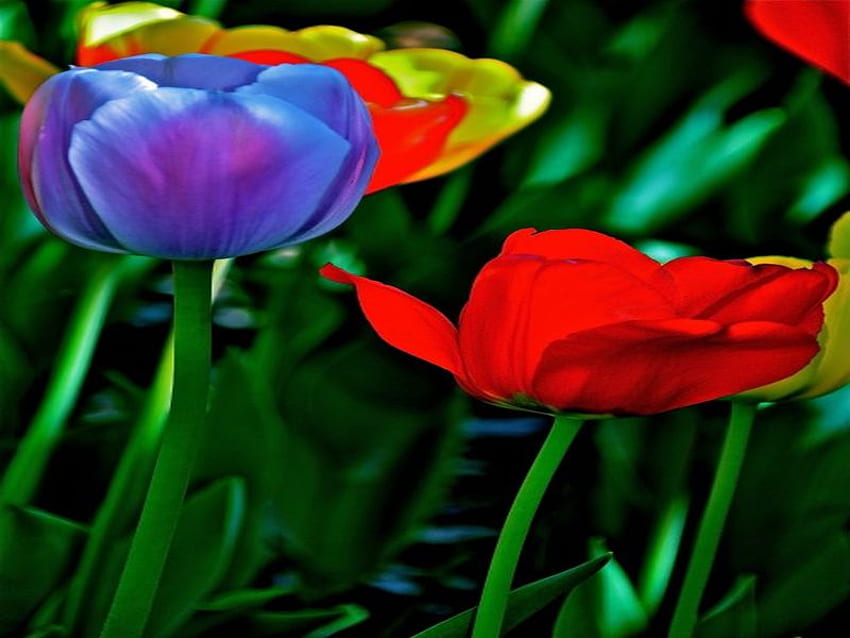 TULIPES COLORÉES, bleu, violet, fleur, rouge, orange Fond d'écran HD