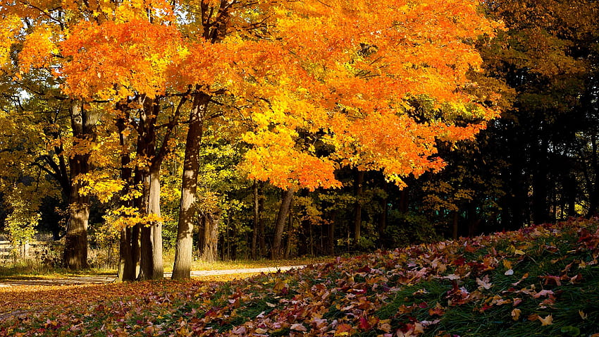 Yellow Autumn Trees In Forest Nature . . ID HD wallpaper | Pxfuel