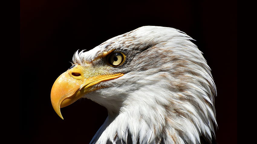 The Eagle is Angry, bitd, Memorial Day, eagle, USA, 4th of July, raptor, Firefox Persona theme, Independence Day, America HD wallpaper