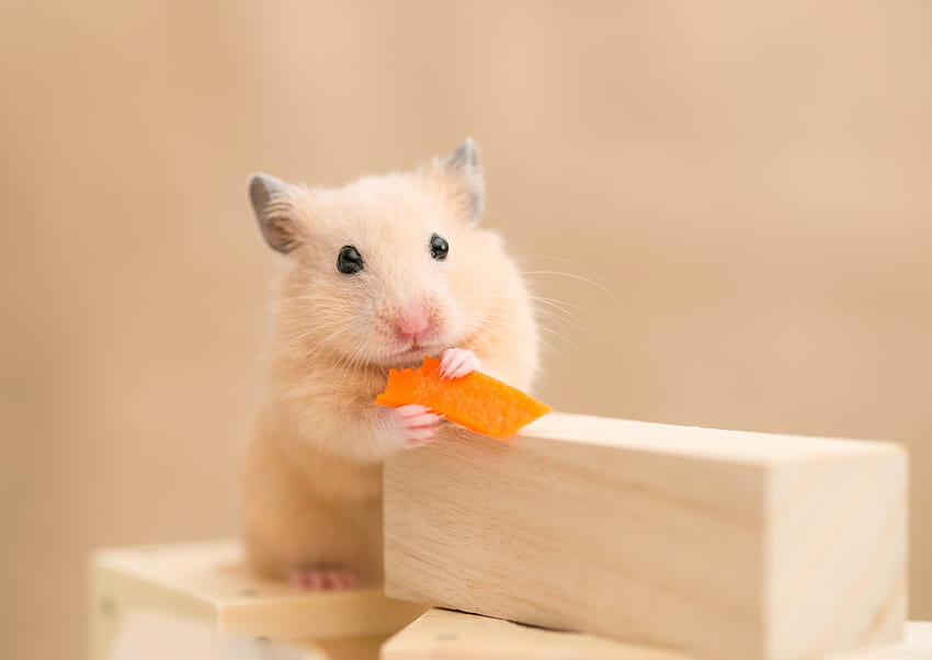 Hamster, animal, cute, rodent, orange, food HD wallpaper