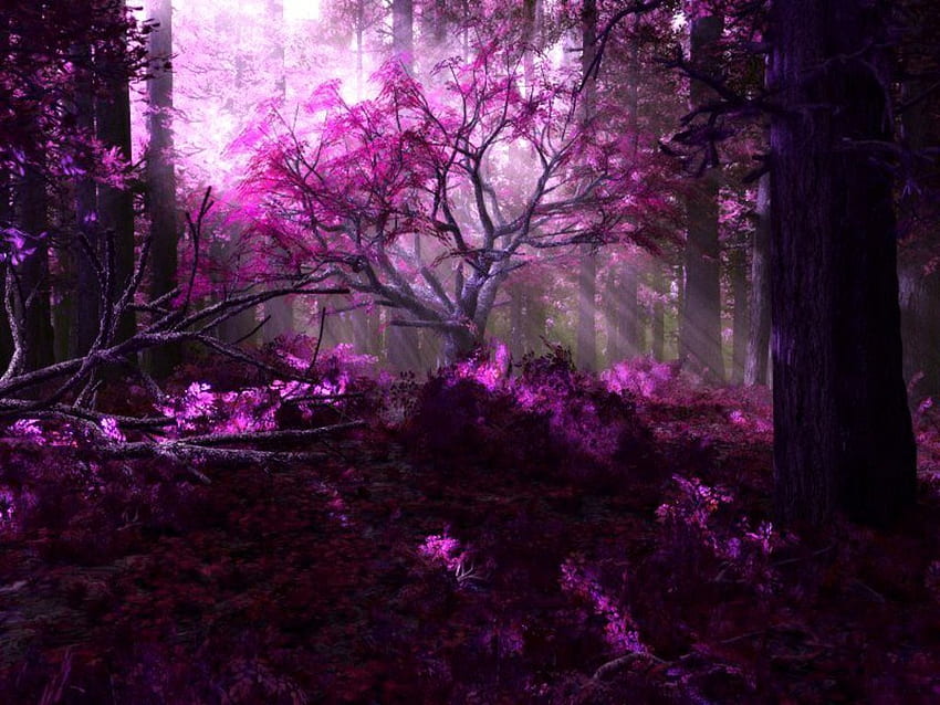 Daydreaming Purple Forest 17767563 [] na telefon komórkowy i tablet. Przeglądaj fioletowe tło. Ciemnofioletowy, fioletowy, ciemnofioletowy las Tapeta HD