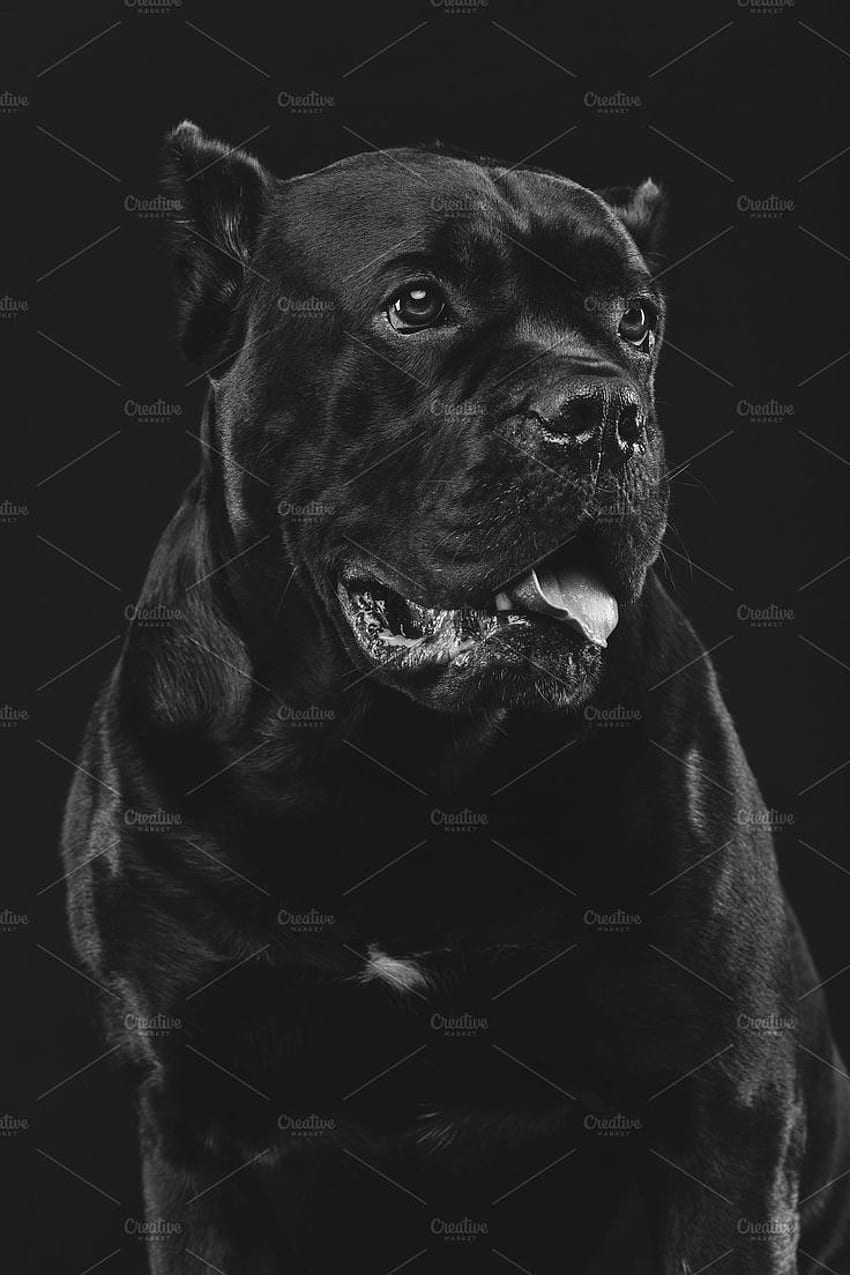 Beautiful cane corso dog containing beautiful, pet, and puppy. Cane corso dog, Cane corso, Dogs, Black Cane Corso HD phone wallpaper