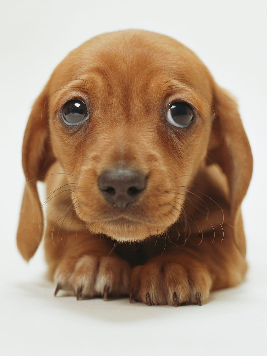 Cute Of A Puppy - Cute Sad Puppy Face -, Sad Dogs HD phone wallpaper