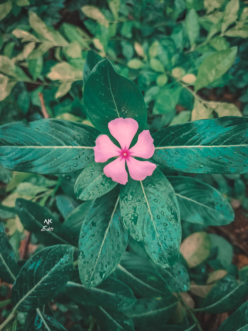 Flower, petal, terrestrial_plant HD phone wallpaper | Pxfuel