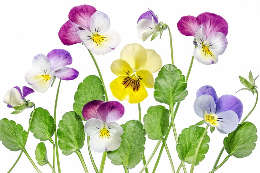 Pansies, blue, pansy, white, viola, spring, purple, pink, flower, green, yellow, texture HD wallpaper