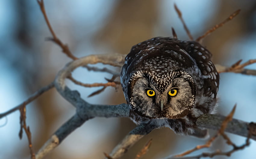 Owl, bufnita, bird, pasari, nature HD wallpaper