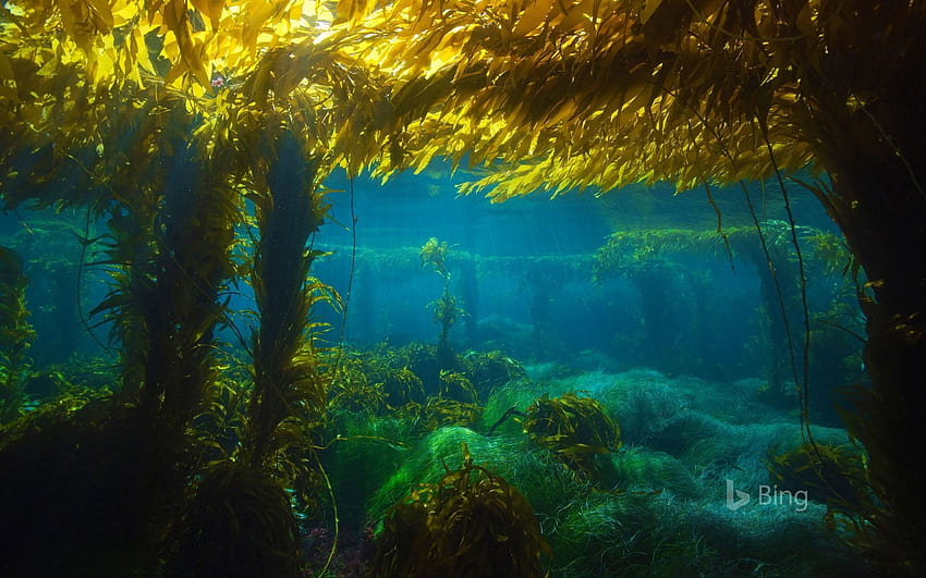 Riesige Seetangwälder bieten Lebensräume.es, Underwater Forest HD-Hintergrundbild