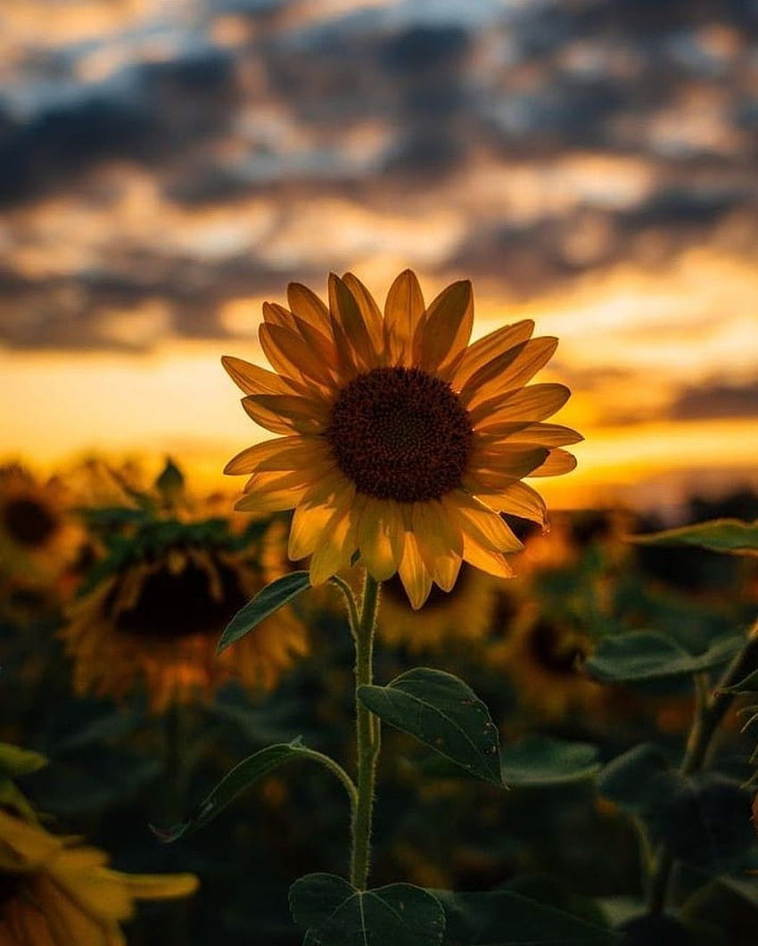 Sunflower Sunset bonito creative nature graphy summer HD phone  wallpaper  Peakpx