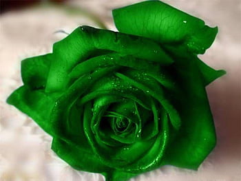 Page 3 | beauty and green roses HD wallpapers | Pxfuel