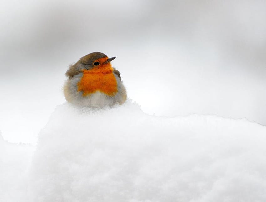 tiempos difíciles, invierno, pájaro, nieve, frío, naturaleza fondo de pantalla