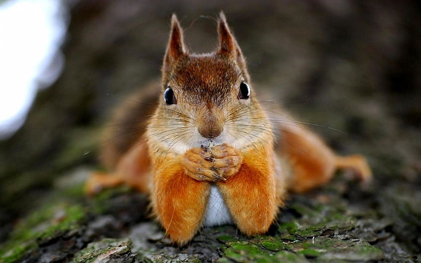 Rotes Eichhörnchen Hohe Auflösung: R Eichhörnchen HD-Hintergrundbild
