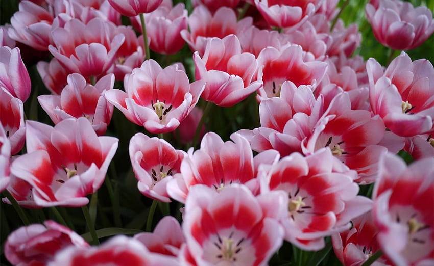 Bunga, Tulip, Tempat Tidur Bunga, Petak Bunga, Dibubarkan, Longgar, Musim Semi Wallpaper HD