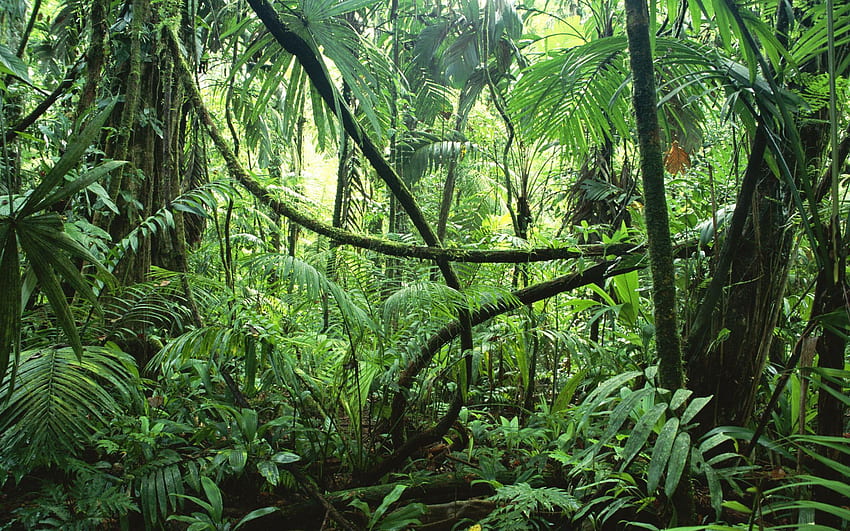 Природа пейзажи дървета гора джунгла зелени лози листа пътека пътека HD тапет