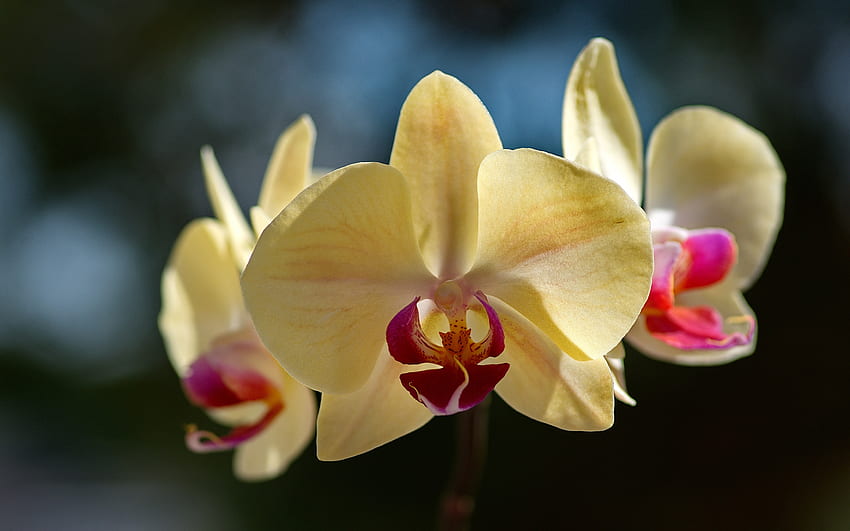 gelbe Orchideen, tropische Blumen, Orchideenzweig, gelbe Blumen, Orchideen, schöne Blumen, Orchidaceae HD-Hintergrundbild