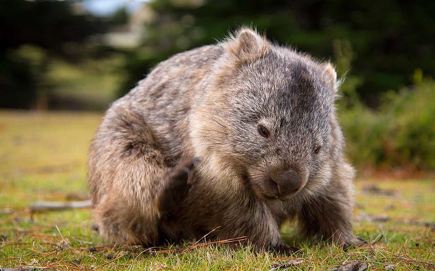 Wombat, Австралия, сладки животни, малък Wombat, флора и фауна на Австралия за с резолюция. Високо качество HD тапет