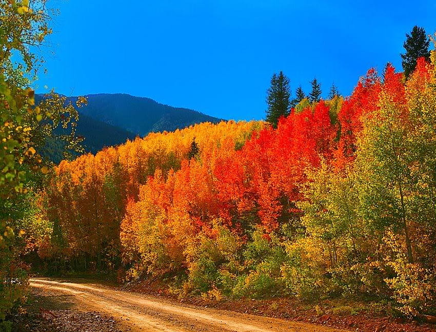 Backroad Colorado Fall Colors, árboles, otoño, camino, cielo fondo de pantalla