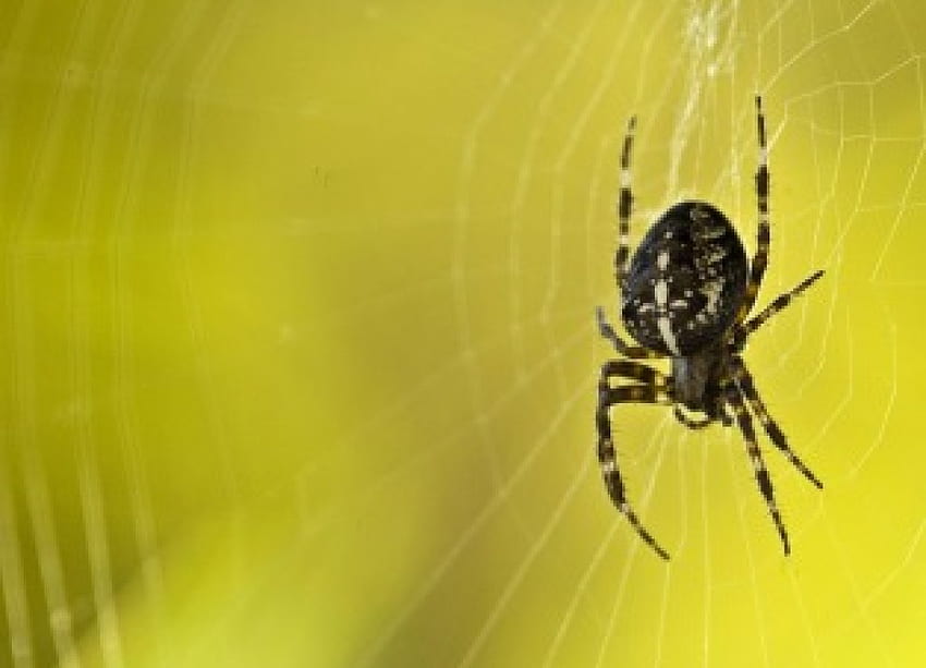 Spider, net, garden spider, yellow HD wallpaper