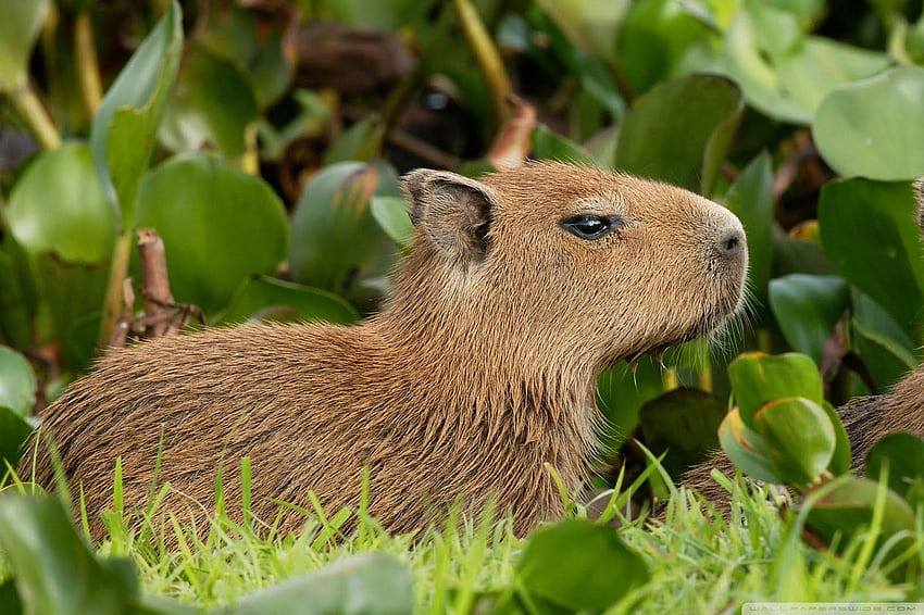 Capybara. Capybara Pool, Capybara et bébé Capybara, Capybara mignon Fond d'écran HD