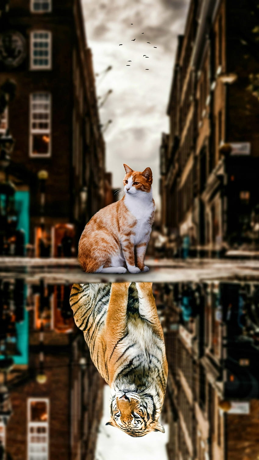 I am the king, reflection, town, street, cat, animals, tiger HD phone wallpaper