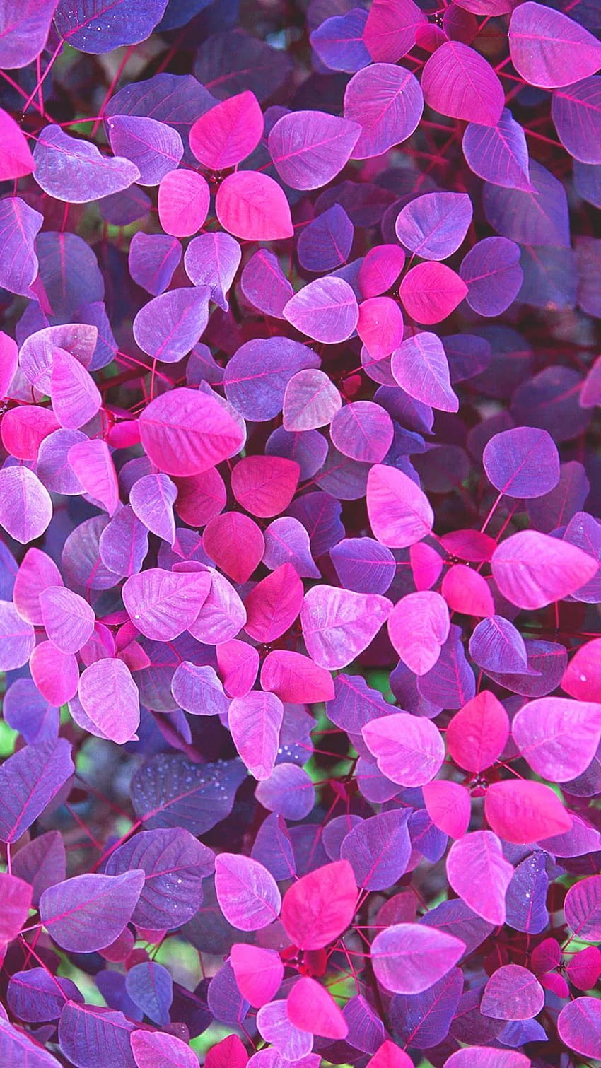 Hình Nền Điện Thoại Tím: Tông màu tím quý phải của hình nền này sẽ đem đến cho bạn cảm giác sang trọng và độc đáo. Hình ảnh phối hợp màu sắc độc đáo giữa cánh hoa và nền tím sẽ tăng thêm sự thu hút cho chiếc điện thoại của bạn.