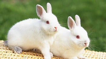 white baby rabbits