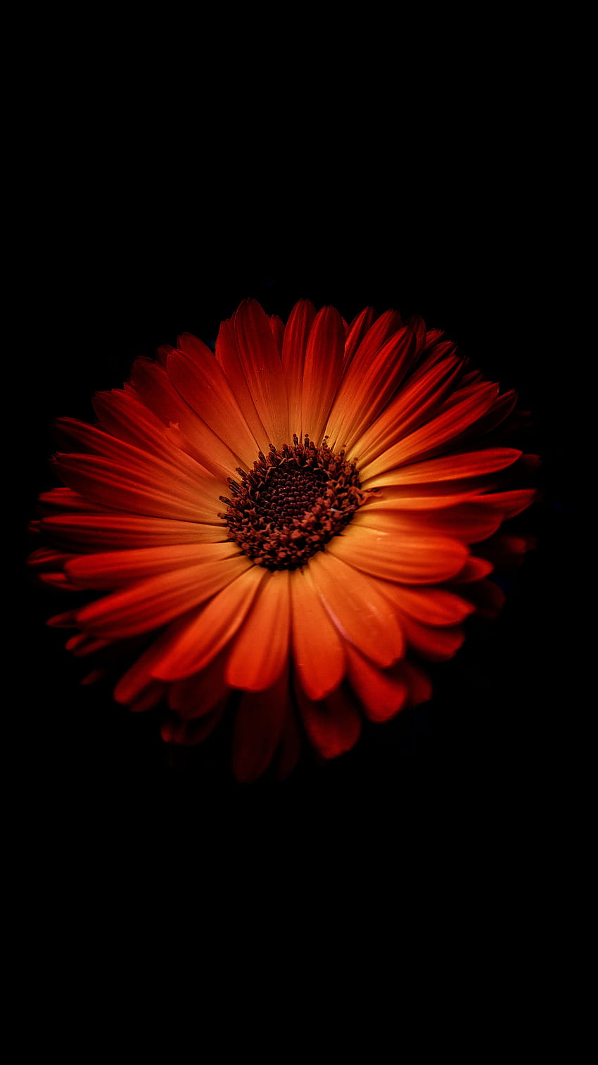 Orange flower, amoled, black HD phone wallpaper