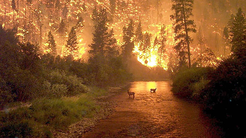 Incêndio na floresta amazônica: alguns dos mais compartilhados são antigos ou não são da Amazônia CNN, Brazil Jungle papel de parede HD
