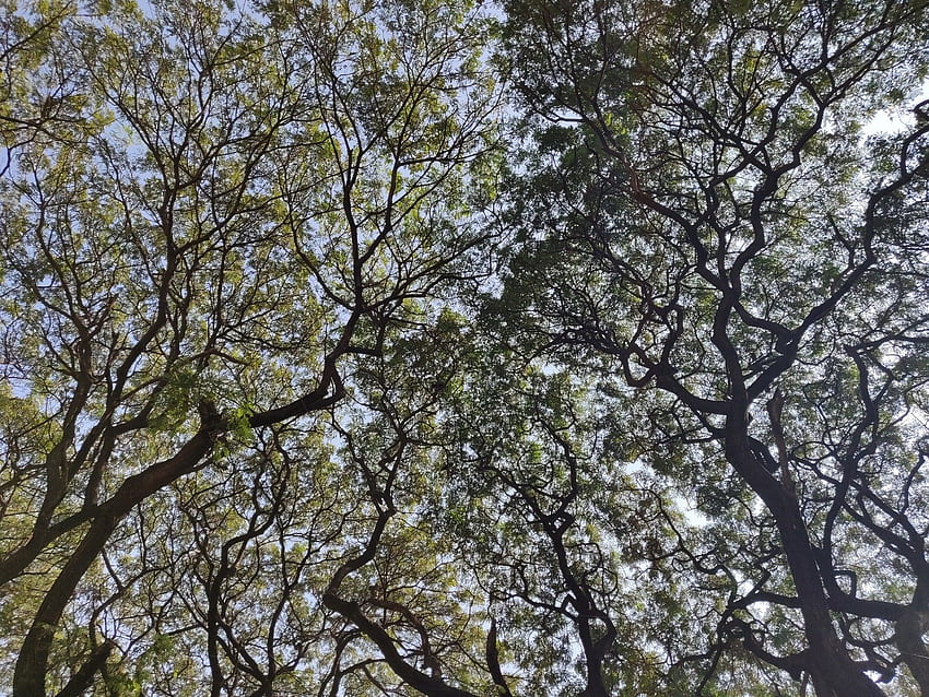 Arati Halbe आری هळba - 우리 집 근처에 있는 나무들입니다. 빗물, 내가 틀리지 않았다면. 크라운 수줍음이 모든 나무에서 보이지 않는지 궁금하십니까? HD 월페이퍼