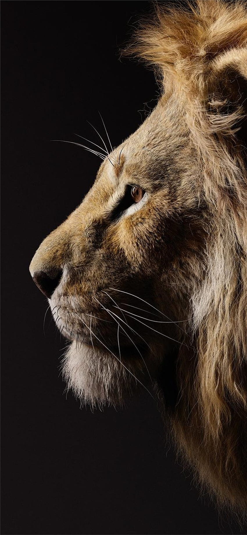 70 donald glover como simba el rey león 2019 iPhone 11 - de Android / iPhone (png / jpg) (2022) fondo de pantalla del teléfono