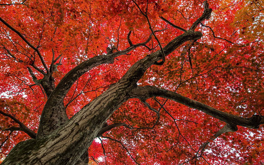 Pemandangan Akhir Musim Gugur Maple Jepang MacBook Air Wallpaper HD