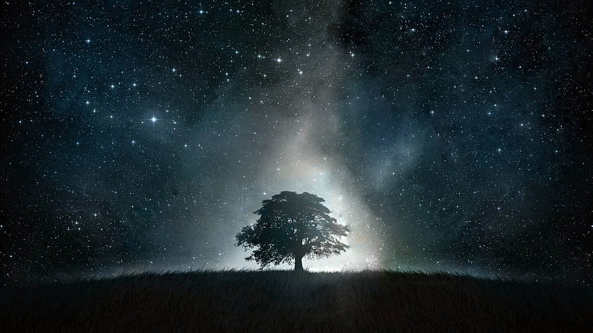 개요, 밤, 빛나다, 빛, 나무, 나무 HD 월페이퍼